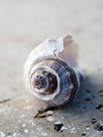 Gifts of the Shore III Fine Art Print