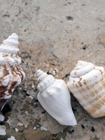 Gifts of the Shore IV Fine Art Print