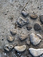 Gifts of the Shore VI Fine Art Print