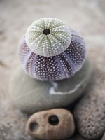 Gifts of the Shore VIII Fine Art Print