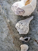 Gifts of the Shore IX Fine Art Print