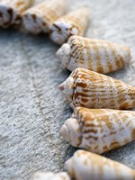 Gifts of the Shore X Fine Art Print