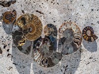 Gifts of the Shore XIV Fine Art Print