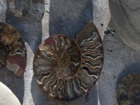 Gifts of the Shore XVI Fine Art Print