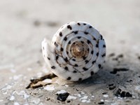 Gifts of the Shore XVII Fine Art Print