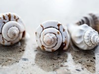 Gifts of the Shore XVIII Fine Art Print