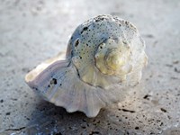 Gifts of the Shore XIX Fine Art Print