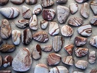 Gifts of the Earth I Fine Art Print