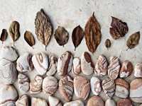 Gifts of the Earth II Fine Art Print