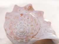 Shell Portrait I Fine Art Print