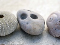 Shell Portrait IV Fine Art Print