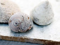 Shell Portrait VI Fine Art Print