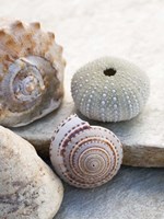 Shell Portrait VII Fine Art Print