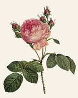 Redoute's Rose I Fine Art Print