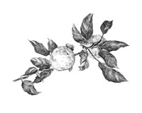 Apple Etching II Framed Print