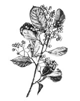 Hawthorn Berry Branch I Framed Print