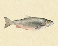 Catch of the Day II Framed Print