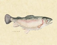 Catch of the Day III Framed Print