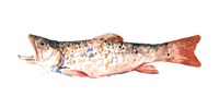 Freckled Trout I Fine Art Print