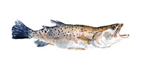 Freckled Trout II Fine Art Print