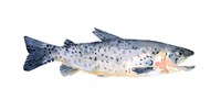 Freckled Trout IV Fine Art Print