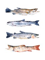 Stacked Trout I Fine Art Print