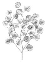 Eucalyptus Sketch I Fine Art Print