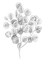Eucalyptus Sketch II Fine Art Print