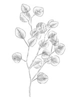 Eucalyptus Sketch III Fine Art Print