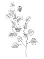 Eucalyptus Sketch IV Fine Art Print
