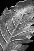 Striking Leaf I Fine Art Print