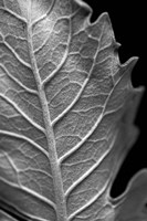 Striking Leaf II Fine Art Print