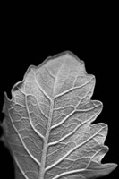 Striking Leaf III Fine Art Print