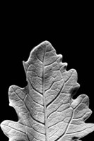 Striking Leaf IV Fine Art Print