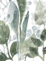 Aquatic Leaves III Framed Print