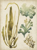 Vintage Sea Fronds III Framed Print