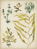 Vintage Sea Fronds IV Framed Print