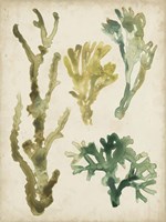 Vintage Sea Fronds V Framed Print