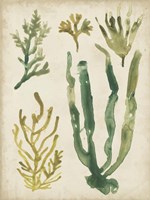 Vintage Sea Fronds VI Framed Print