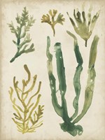 Vintage Sea Fronds VI Framed Print