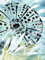 Echinoidia II Framed Print