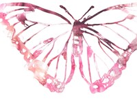 Butterfly Imprint VI Framed Print