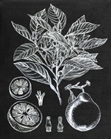 Citrus Botanical Study I Fine Art Print