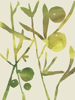 Spring Sprig III Framed Print