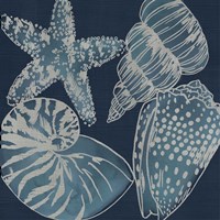 Marine Shells I Framed Print