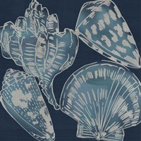 Marine Shells II Framed Print