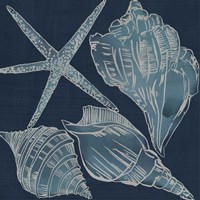 Marine Shells III Fine Art Print