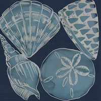 Marine Shells IV Fine Art Print