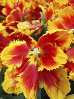 Yellow And Red Parrot Tulips Fine Art Print