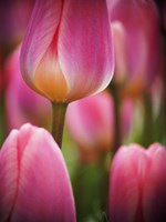 Macro Of Colorful Tulip 2, Netherlands Fine Art Print